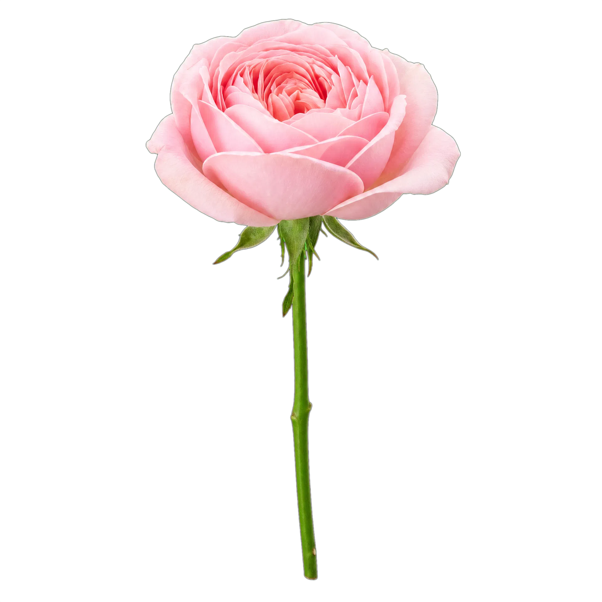 粉色玫瑰花材